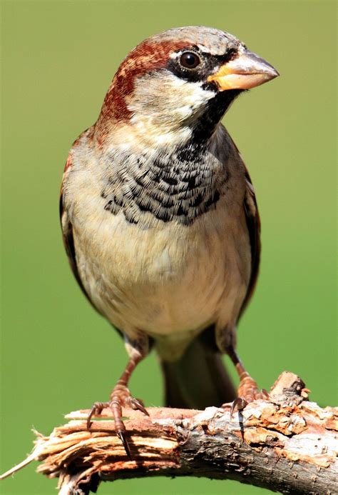 beautiful sparrow pictures|pic of sparrow bird.